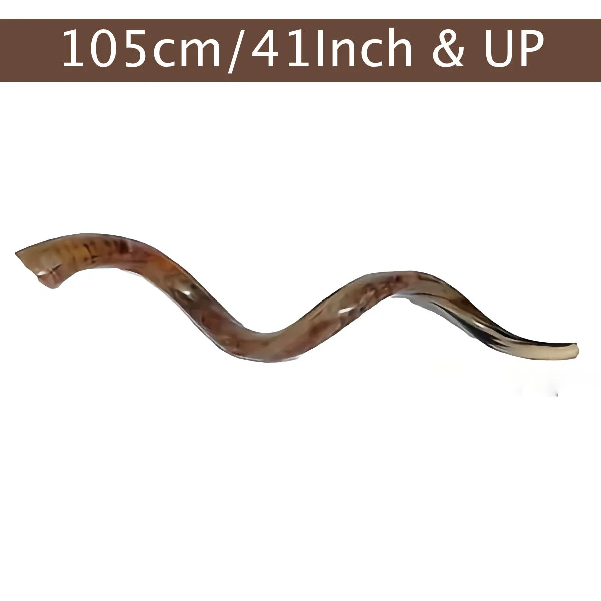 Authentic High Quality Yemenite Shofar 42-44 / 105 cm - 110 CM